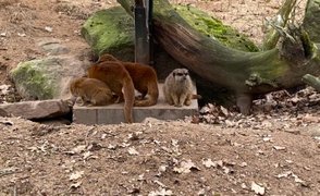 Zoo Nürnberg: Rudel Erdmännchen