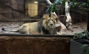 Ein männlicher Löwe im Nürnberger Zoo