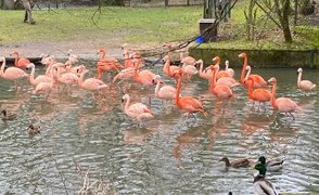 Zoo Nürnberg: Flamingos im Wasser