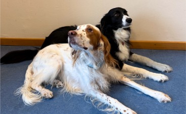 Therapiehunde Bea und Peppels 