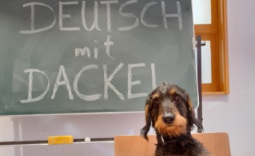 Deutsch mit Dackel