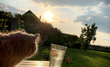 Eine Katze auf dem Tisch im Garten schaut Richtung Sonnenuntergang